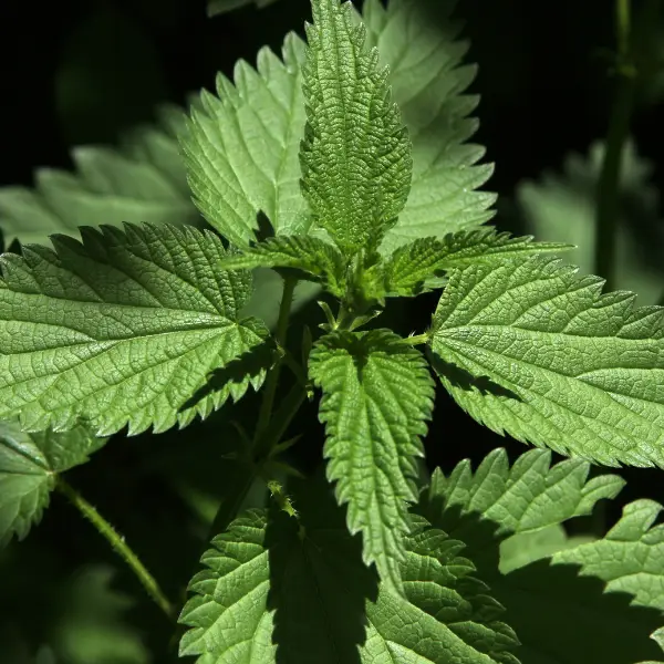 close up image of the top of a stinging nettle and leaves
