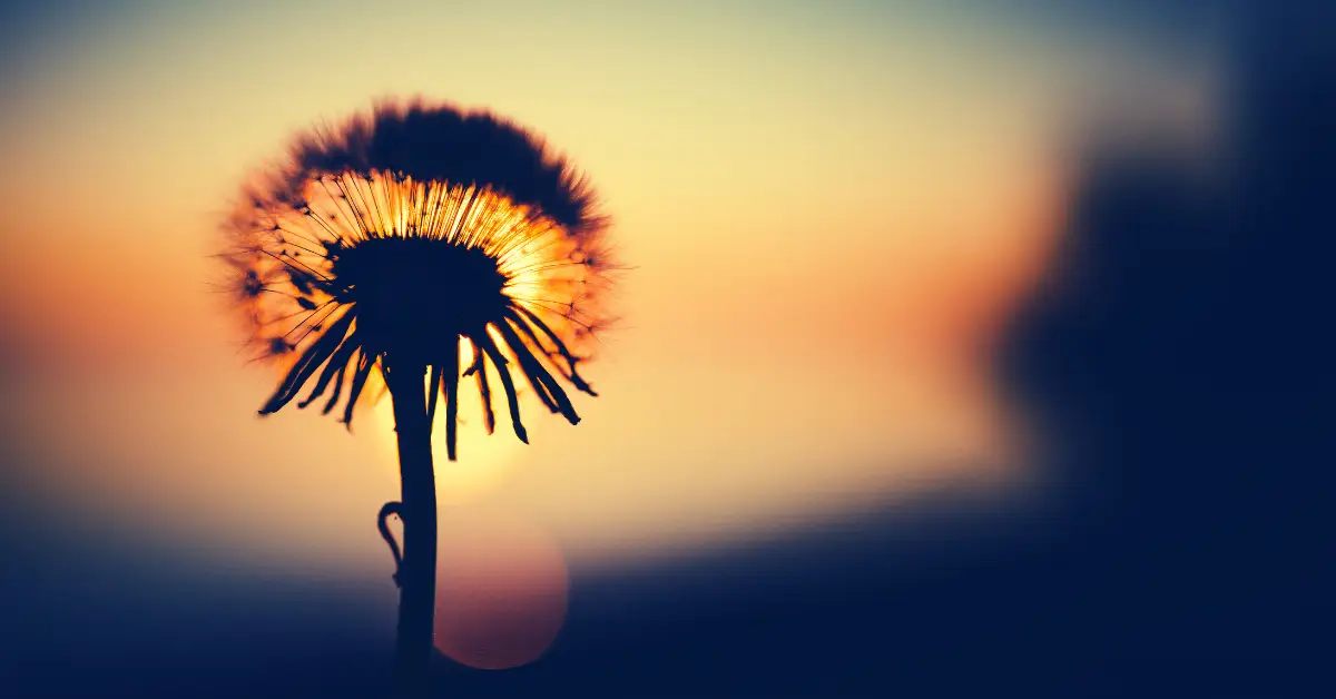 Picture of dandelion head in foreground with sunset in background