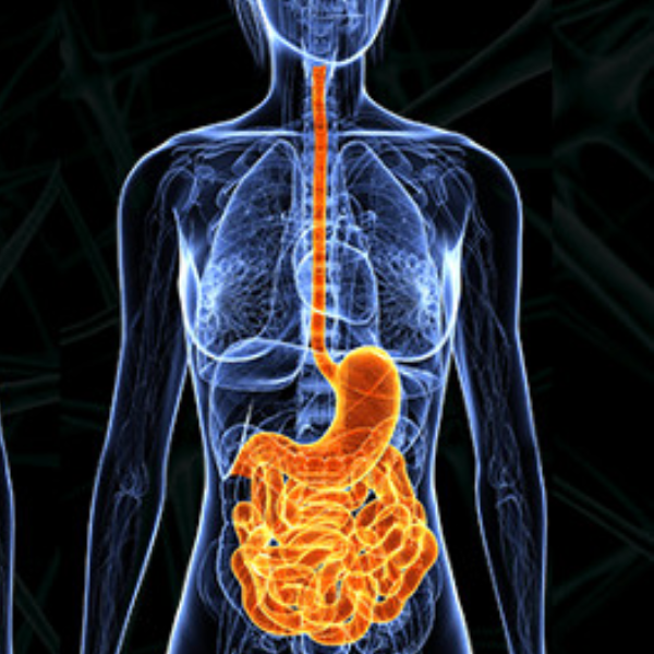 highlighting the gut enteric brain section in the human body